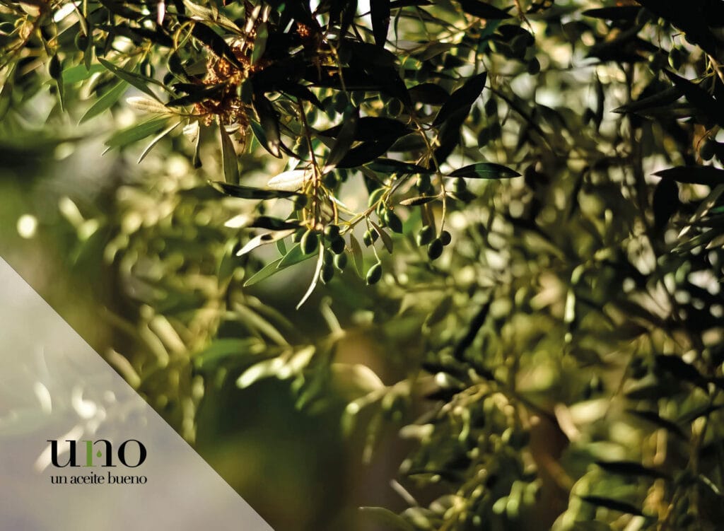 Beneficios del aceite de oliva