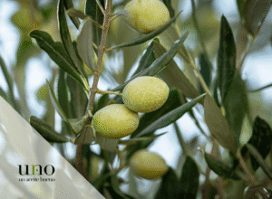 Aceite de primera cosecha - Aceite verde