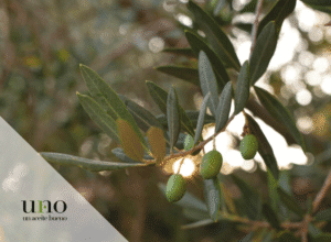 Aceite picual temprano características