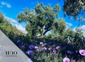 Definición “virgen extra” en el Aceite de Oliva