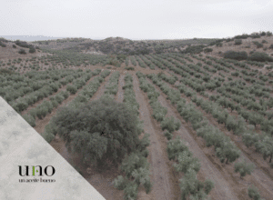 Elegir un buen aceite de oliva virgen extra