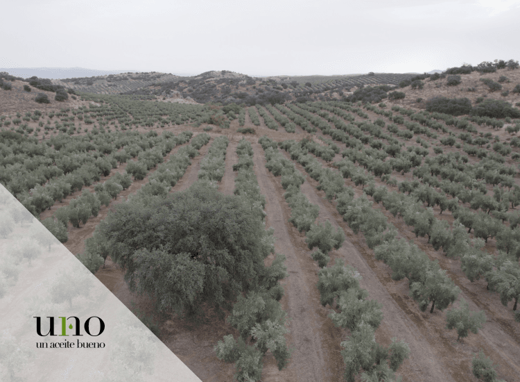 Elegir un buen aceite de oliva virgen extra